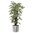 Ficus Exotica Variagated - 5ft [Fire resistant]